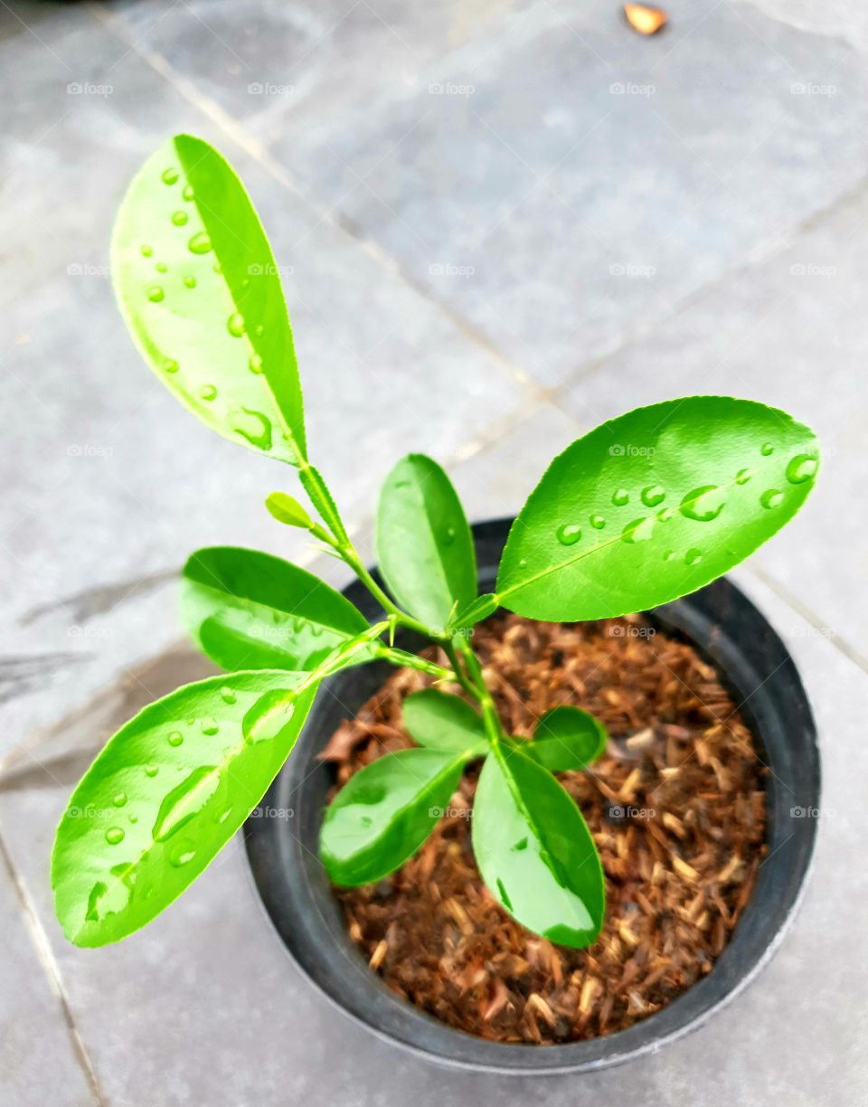 baby lime tree