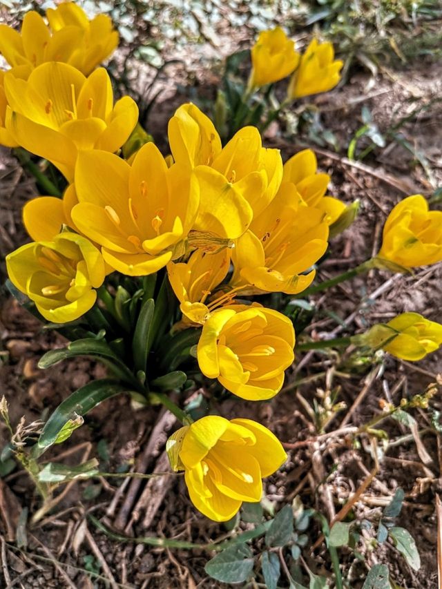 Crocuses