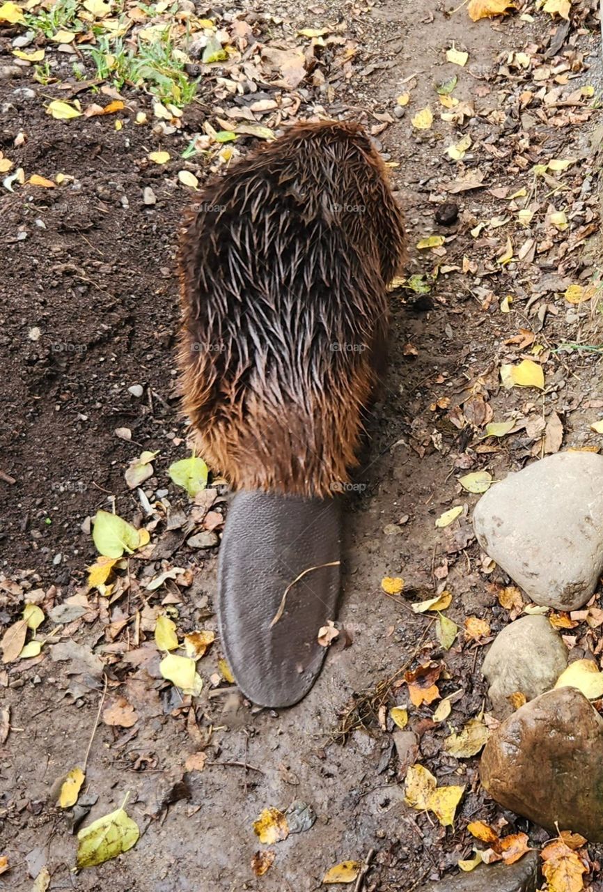 Beautiful Beaver