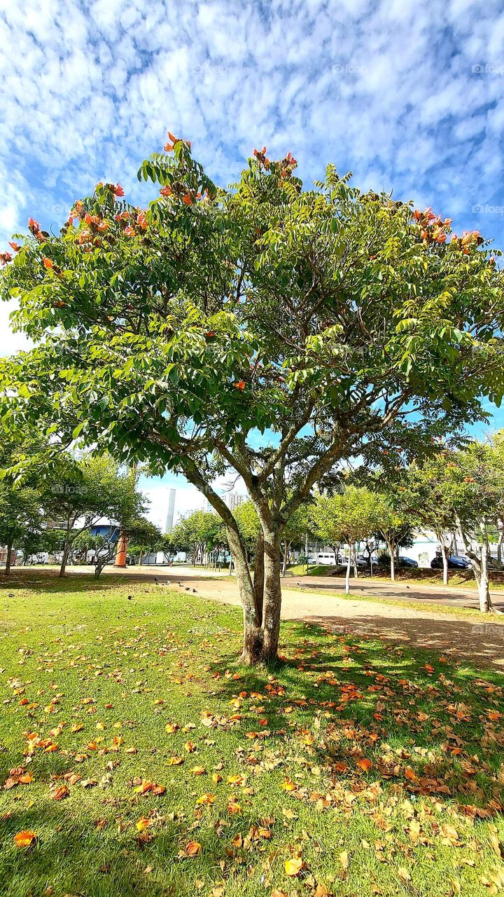 Bela árvore colorida no meio da praça enfeitando o dia dos passantes.