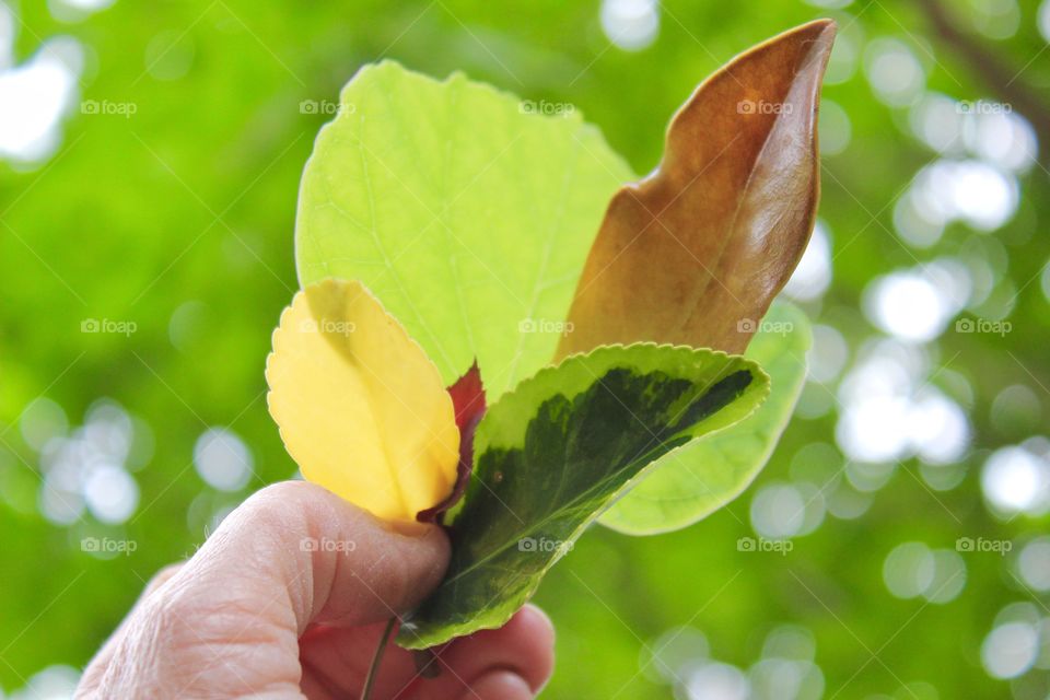 Collection of pretty leaves from my yard!