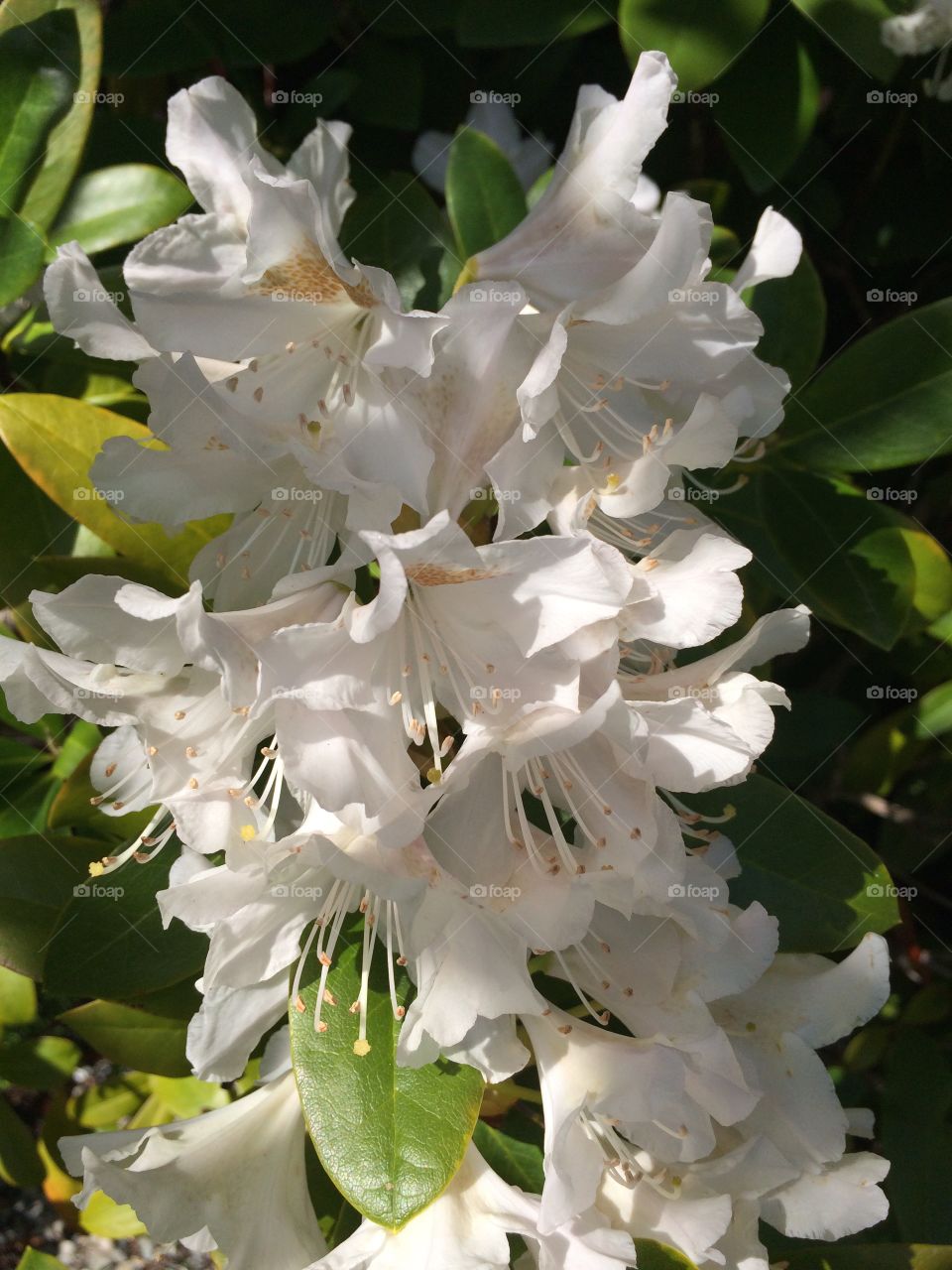 Rotodendrum white. A white Rotodendrum