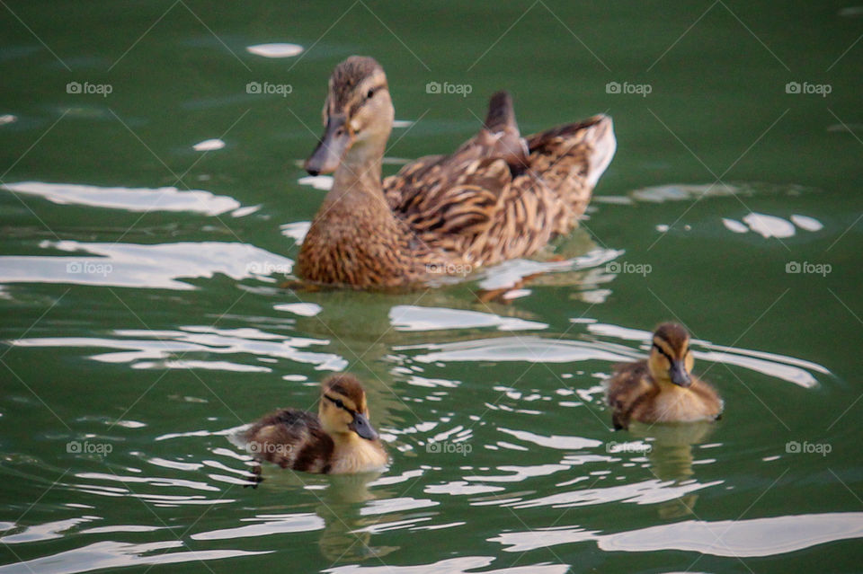 Duck and small bird ducks