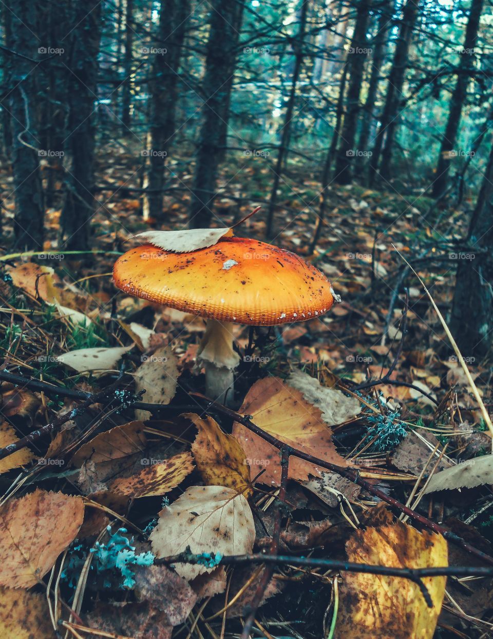 mushroom