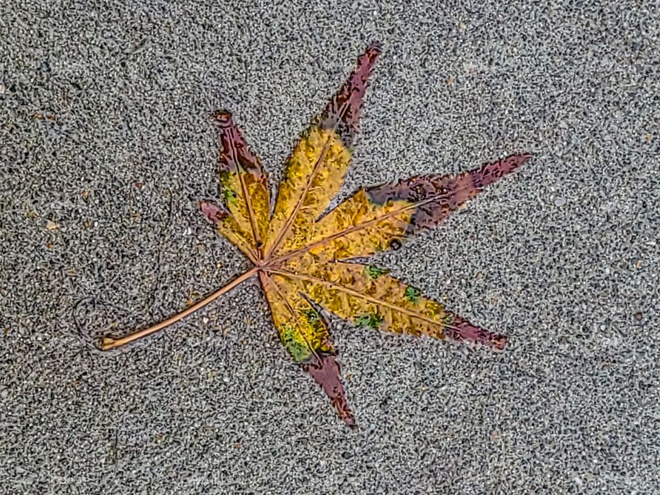 Autumn leaf has fallen on the sidewalk in the rain waiting to be stepped on 