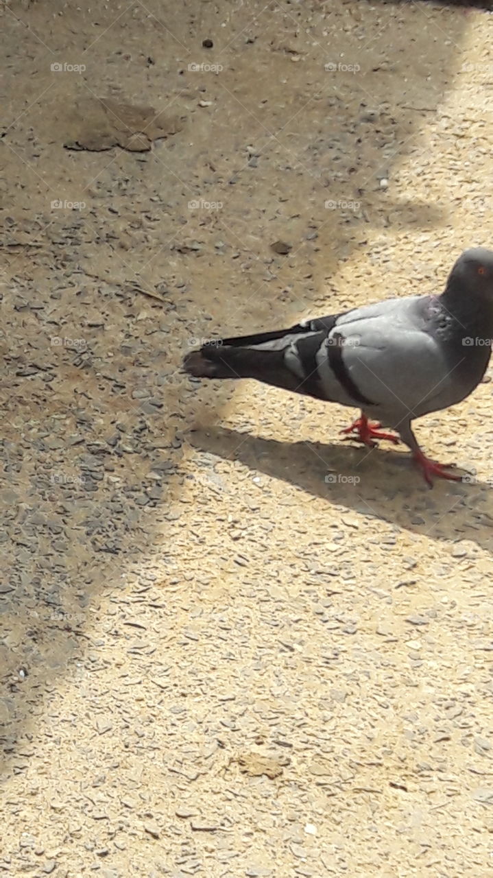 Indian pigeon for village