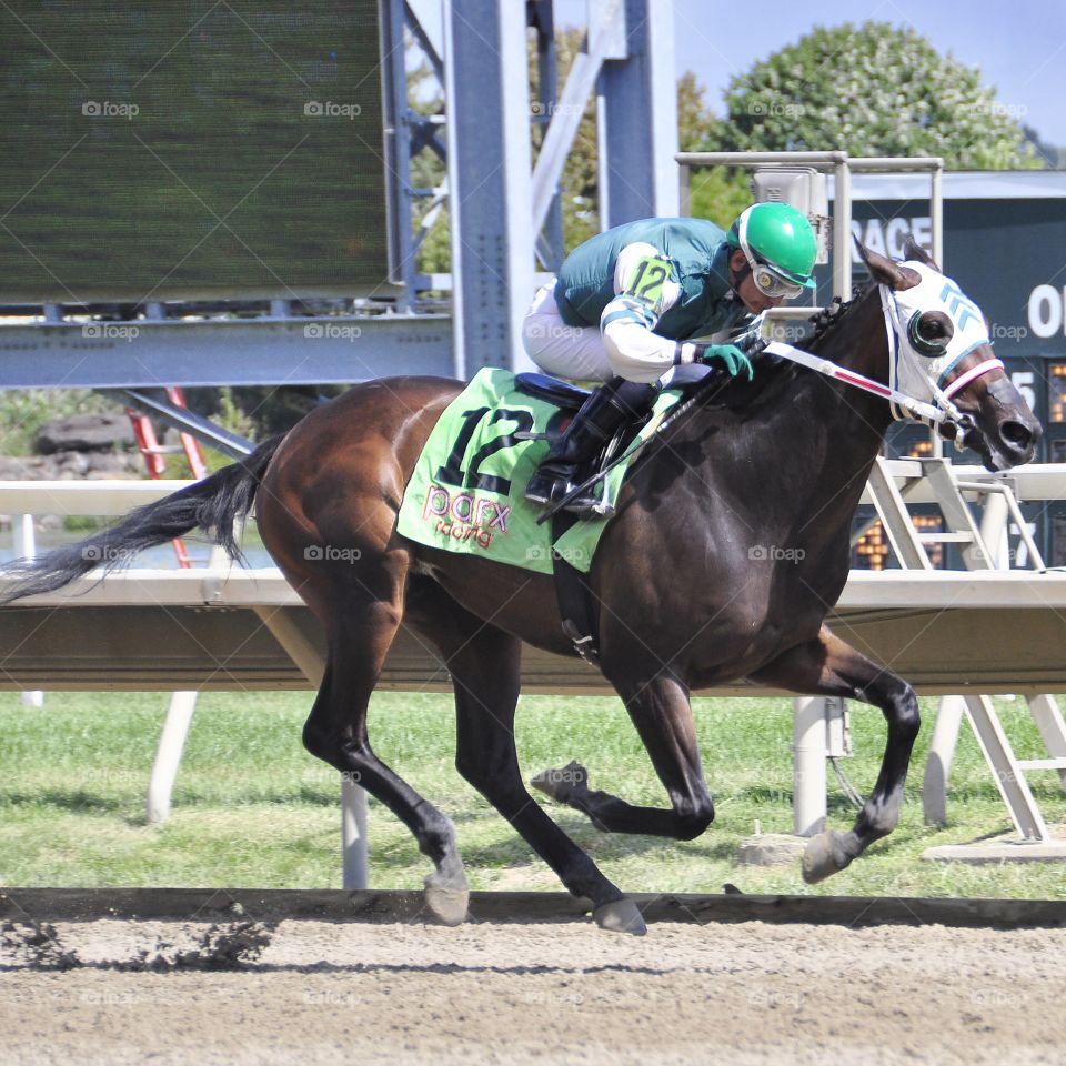 Eighth Wonder. Eighth Wonder by Pioneer of the Nile remains unbeaten. Jockey Jose Flores wins by 7 at Parx. 
zazzle. com/FLEETPHOTO