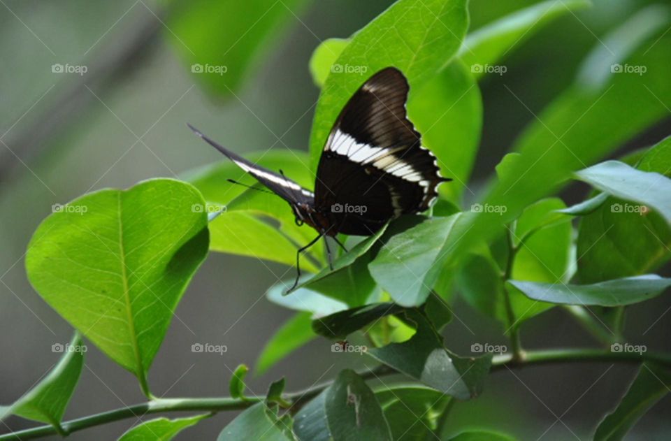 Borboleta