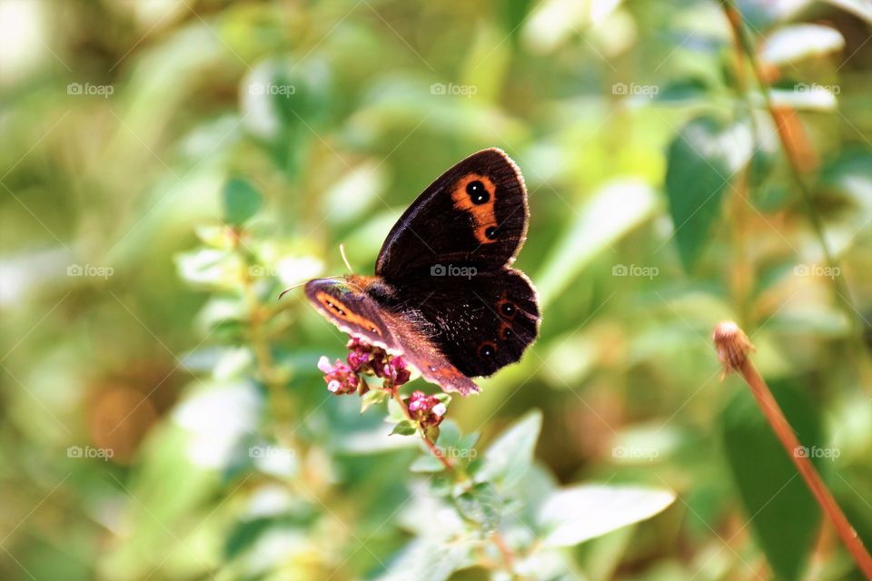 Colorful butterfly with blurry nature background