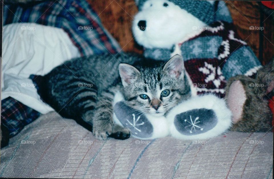 Tabby kitten resting on bear