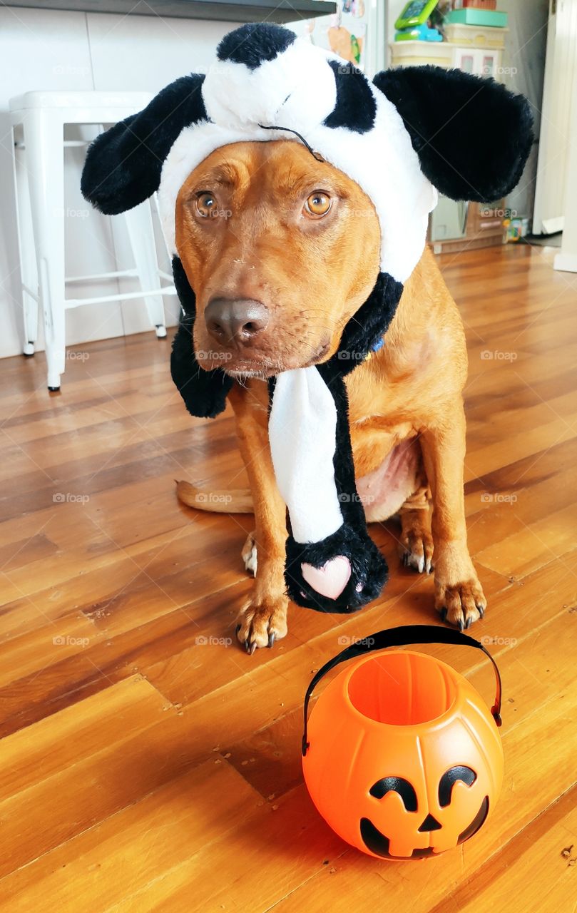 Trick or treat! Dog dress up as a panda with a pumpkin bucket