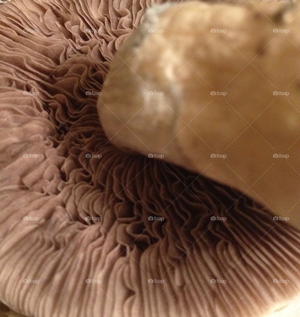 Mushroom gills