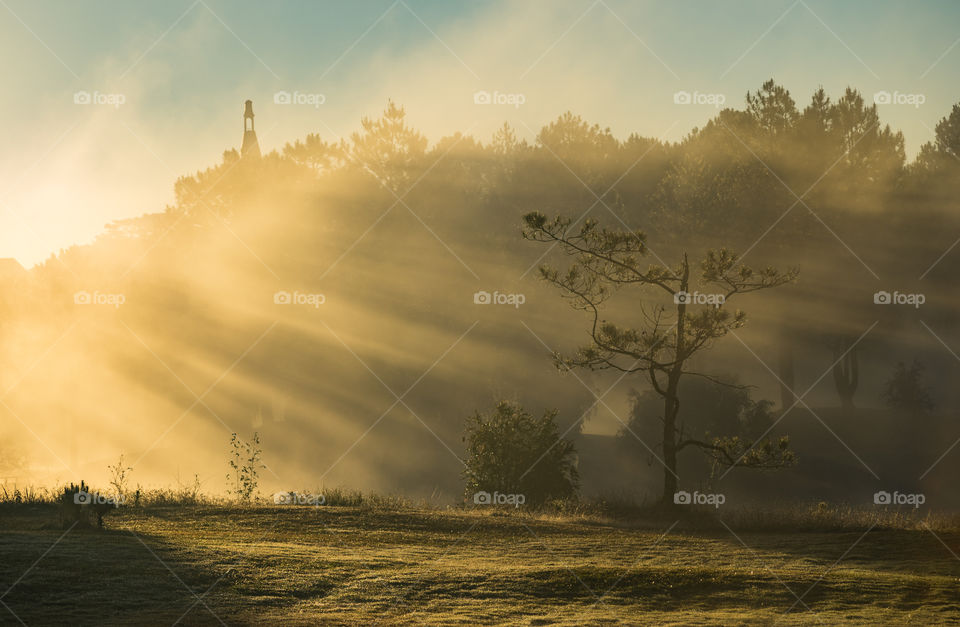 Sunbeams reflected on green grass
