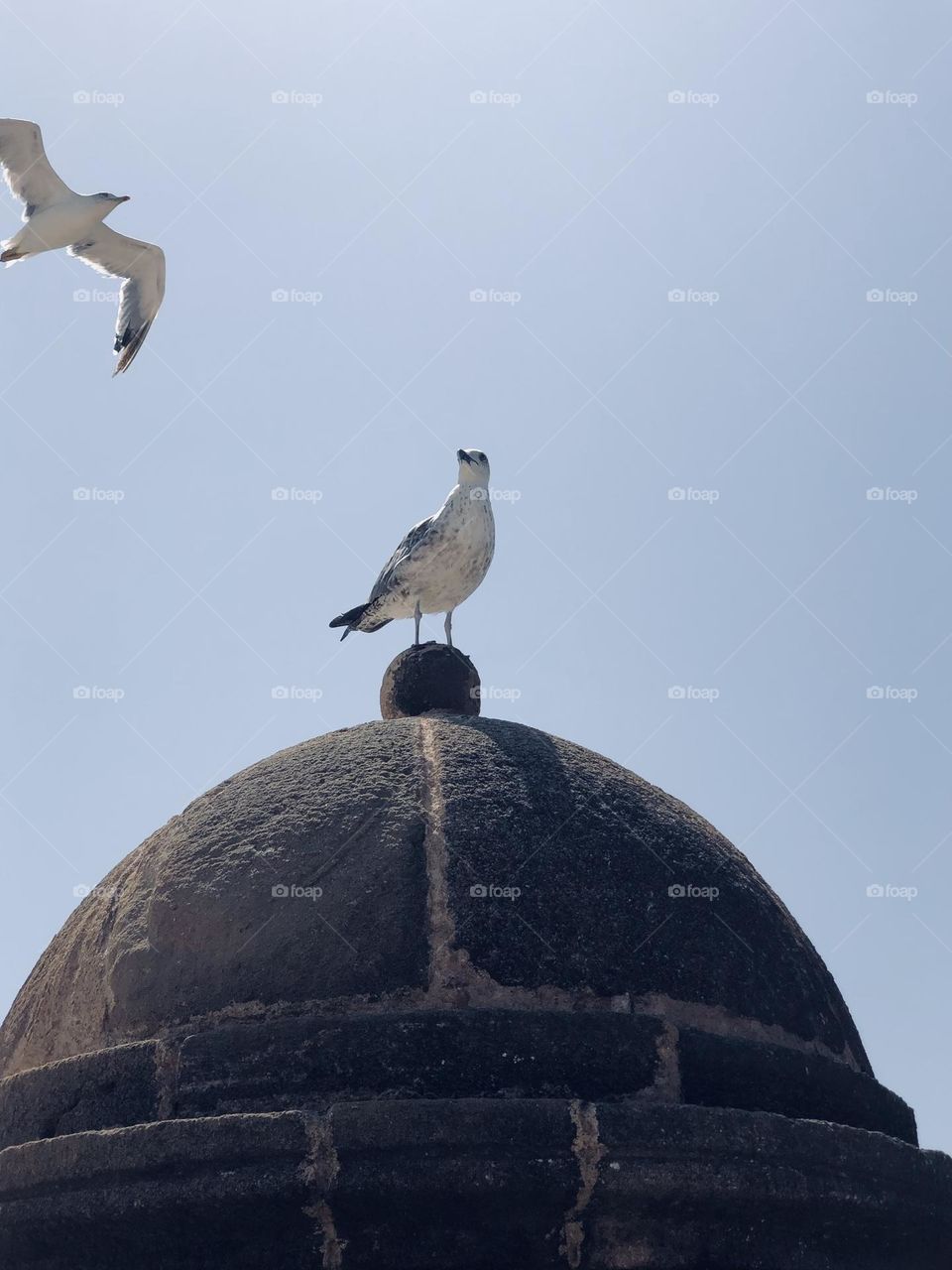 Beautiful seagulls 