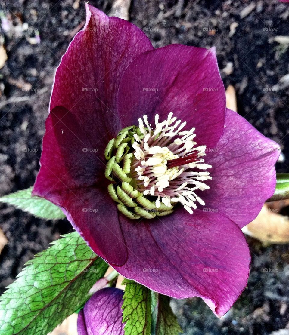 Hellebore