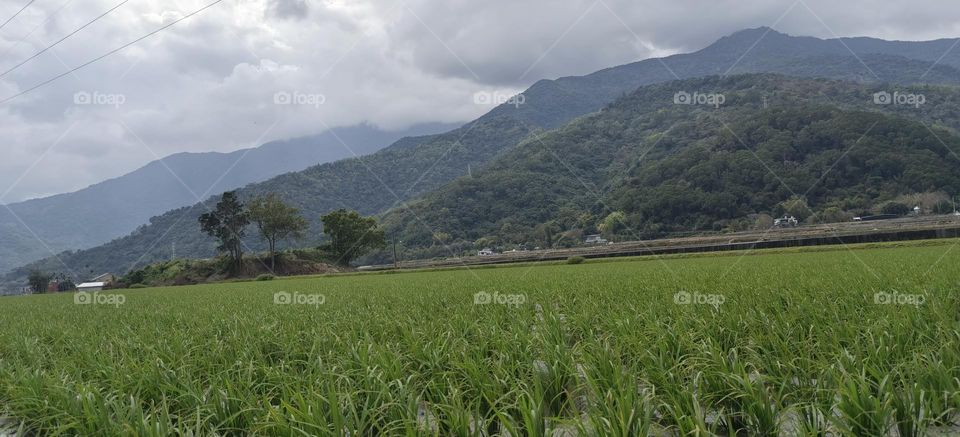 rice field in the mountains