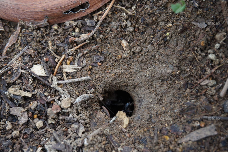 ant colony nest