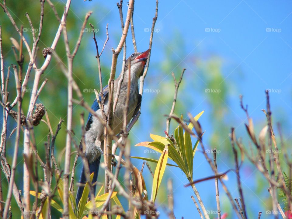 Bird in a tree