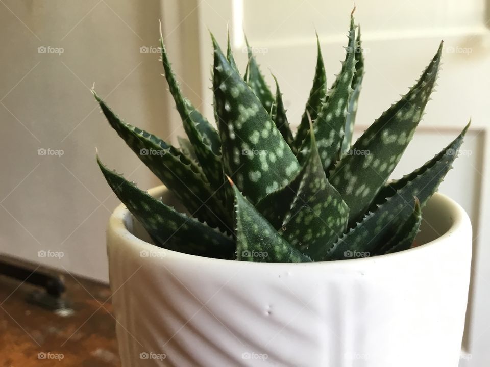 Aloe aristata