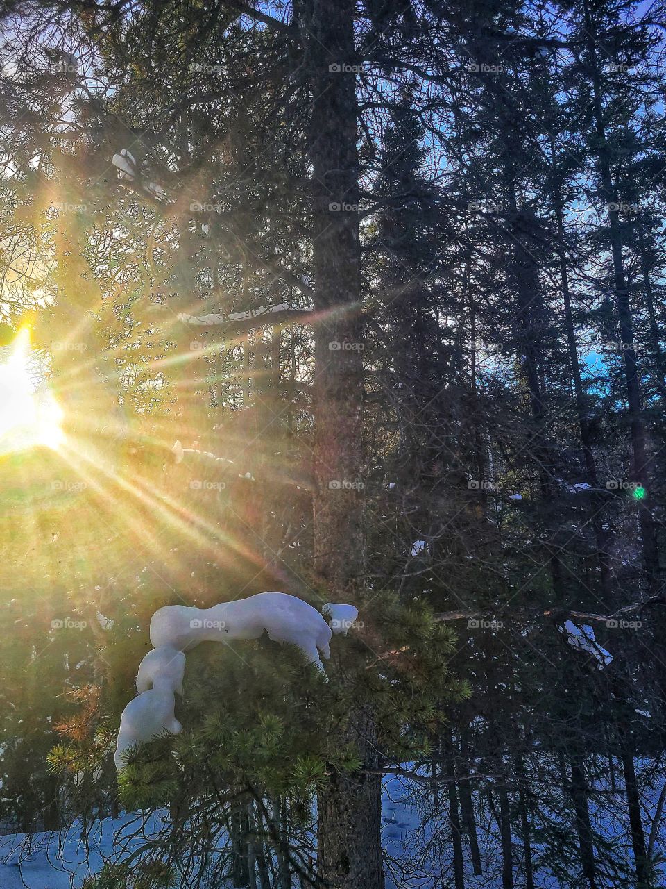 Sunshine coming through the forest