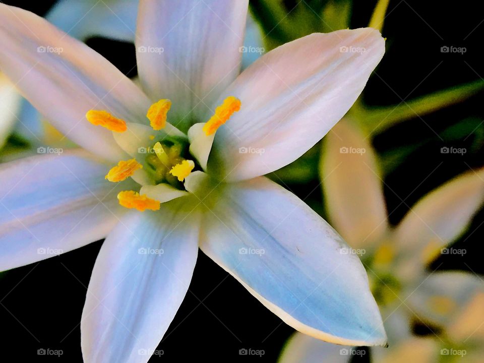 White spring lily.