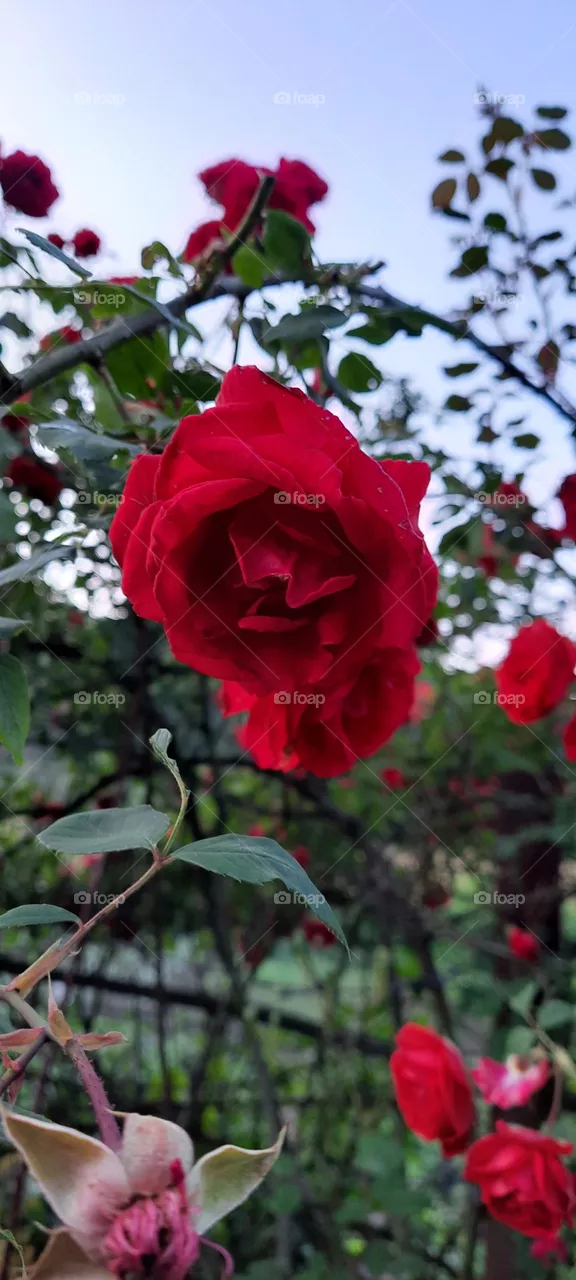 red rose