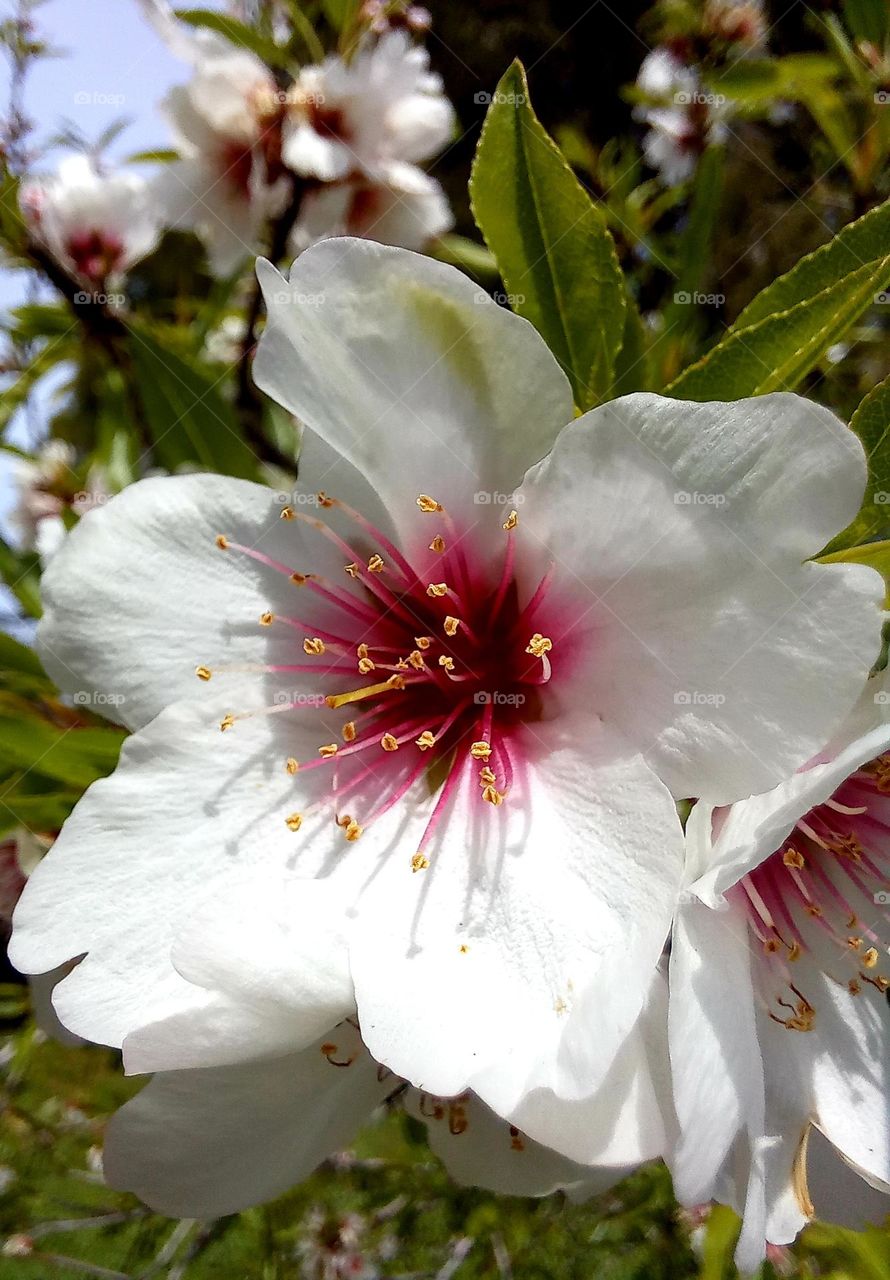 Almond tree