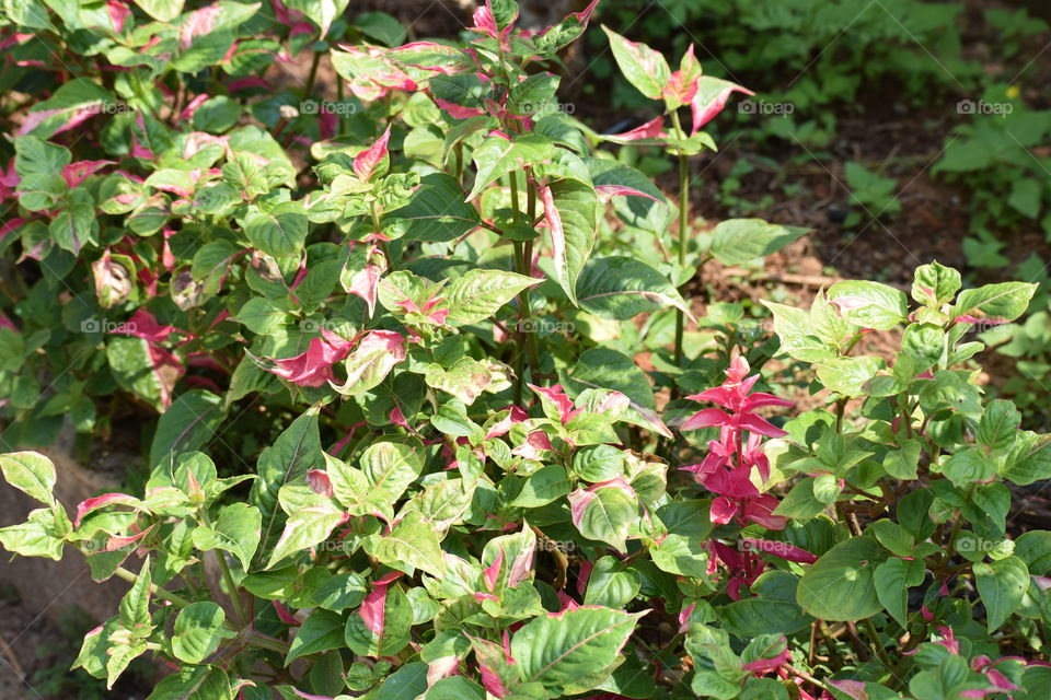Red with green leafs