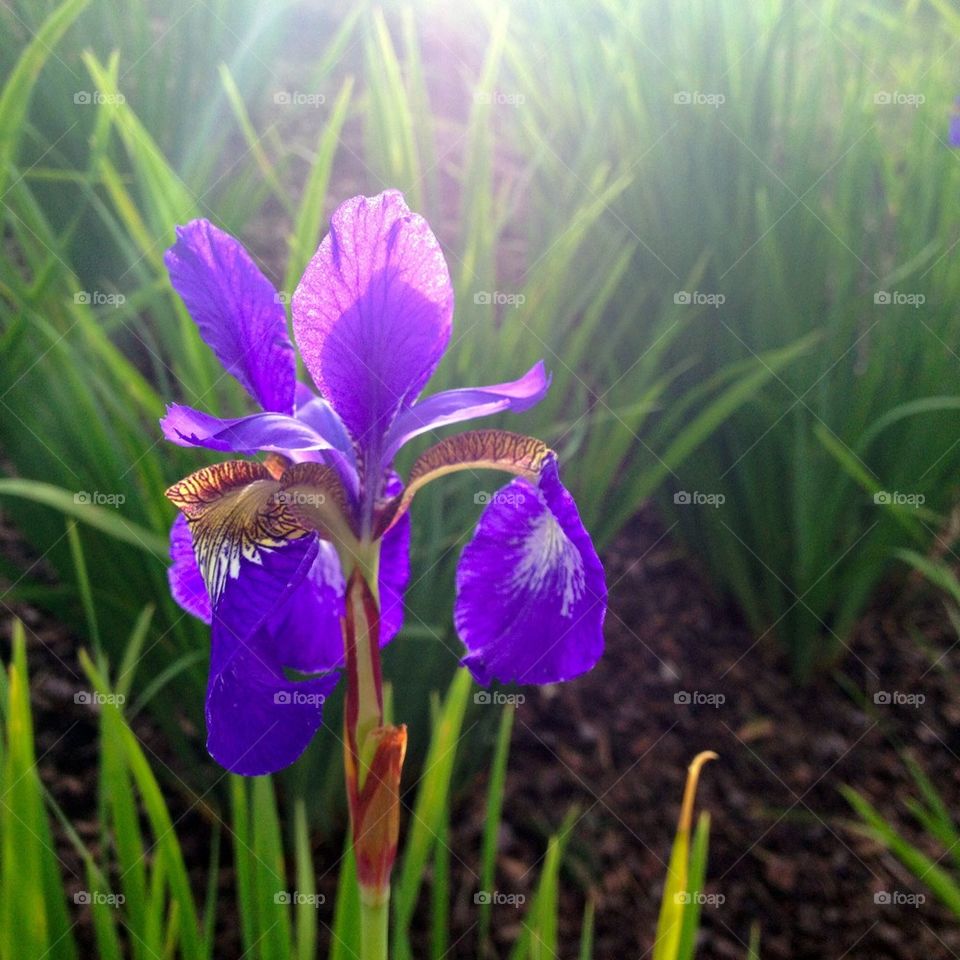 flower flowers iris sunlight by omiata