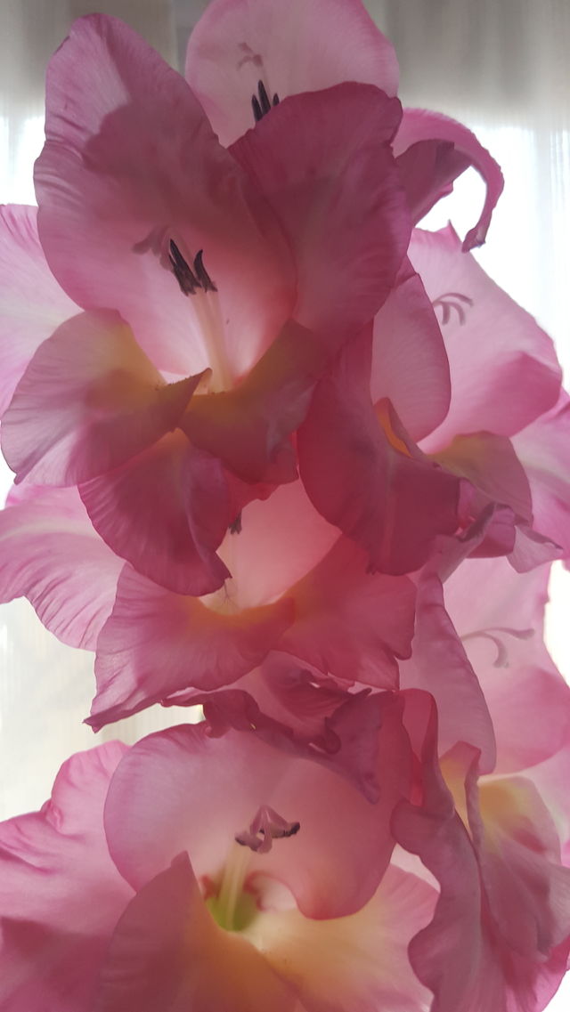 Glads