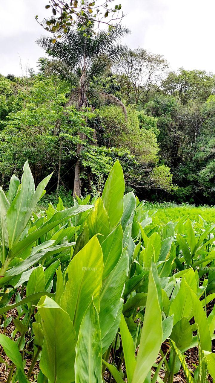 Verde das folhas exuberante beleza!