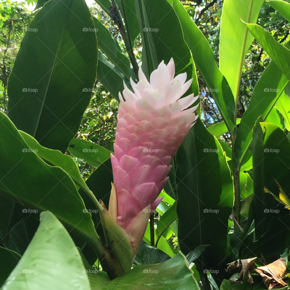 Pink ginger