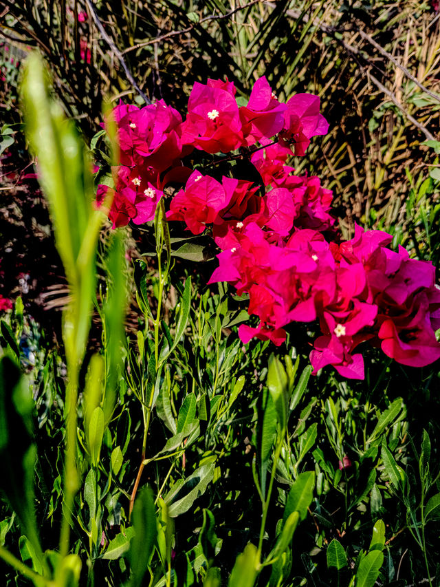 flowers