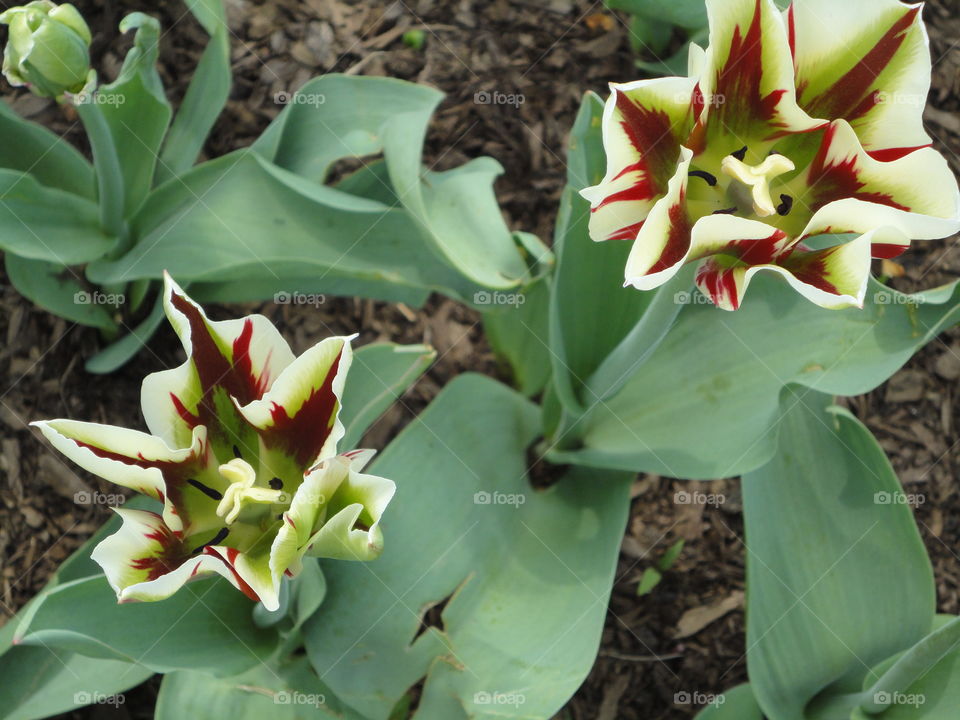 A bird's eye view of spring garden tulips. White and red and green bringing life back to the garden.