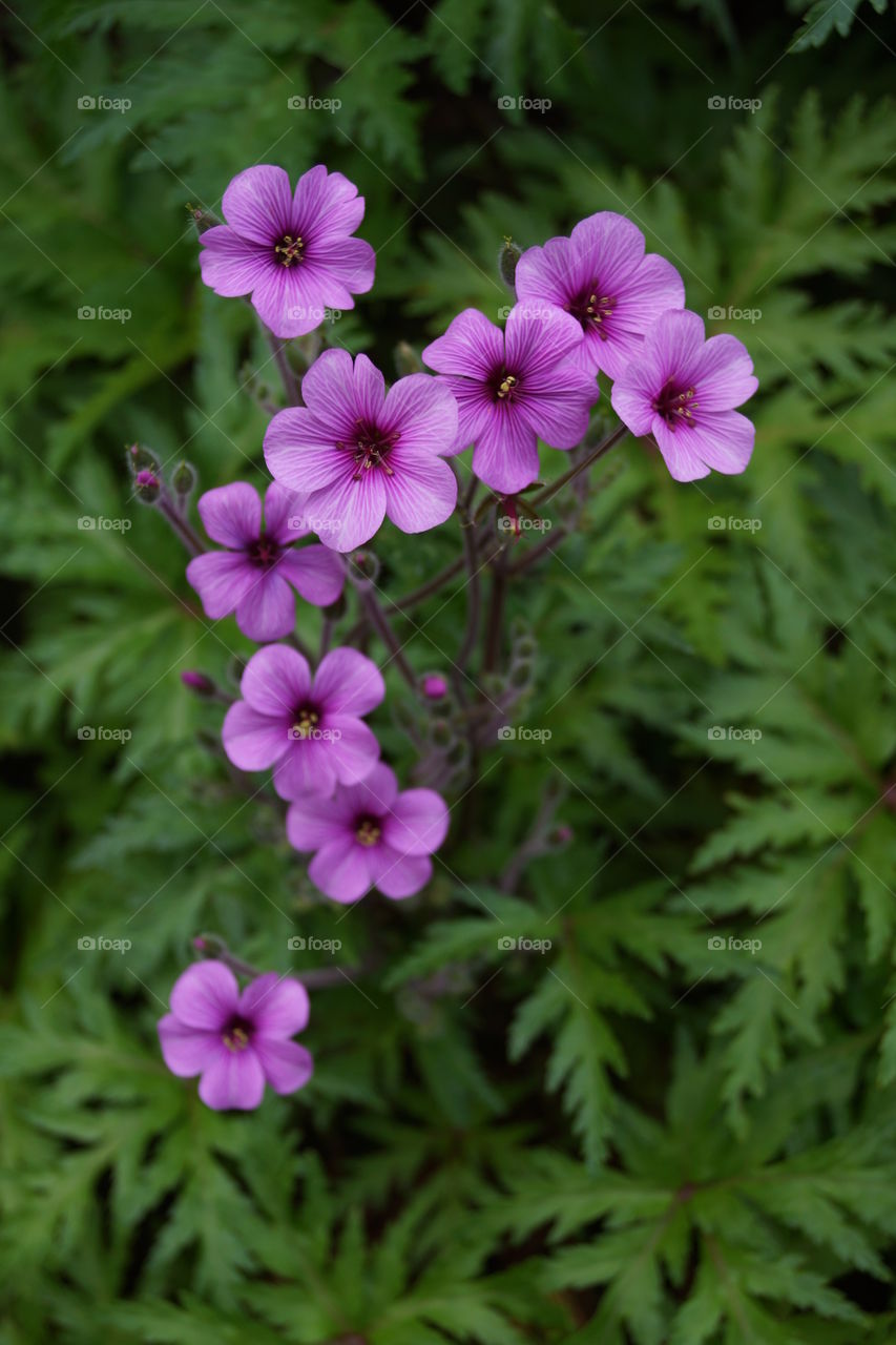 Géranium de Madère . Géranium de Madère photographié au jardin botanique de Funchal sur l'île de Madère