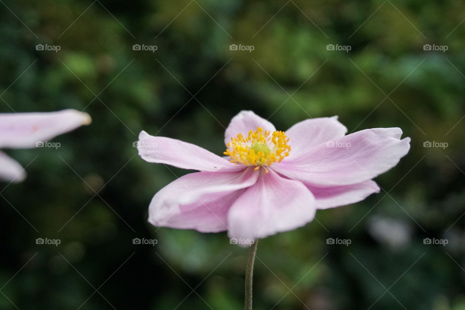 Pretty Pink Flower