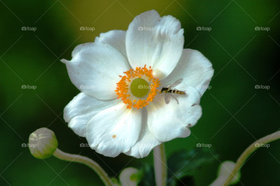 White Flower with Insect