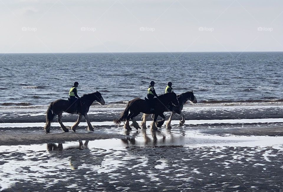 Horses on the seashore