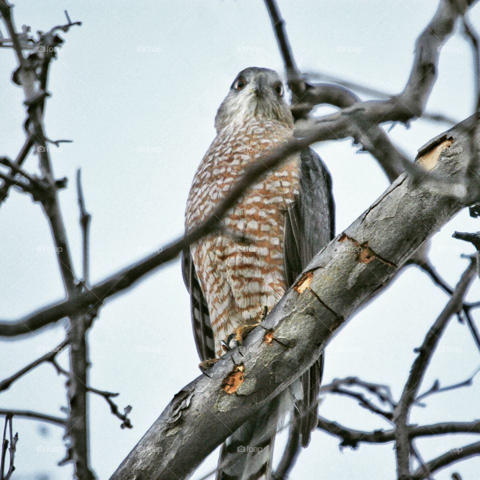 Cooper's Hawk surveying his domain