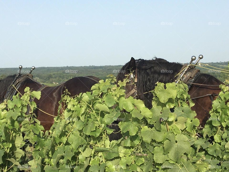 Horses working in vineyard 