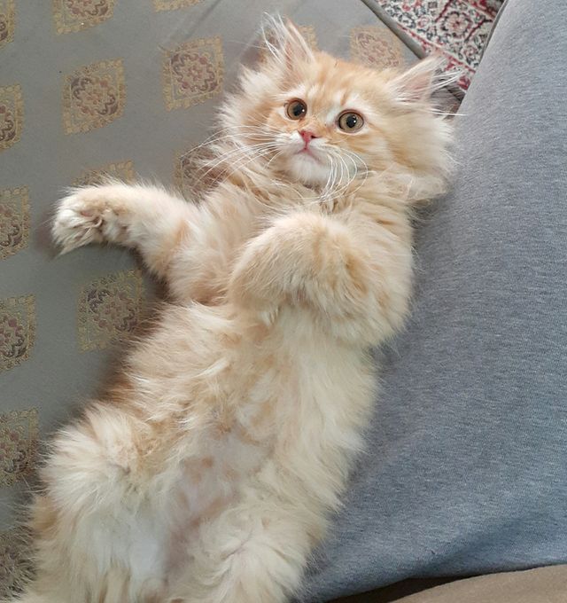 Relaxing Cat
