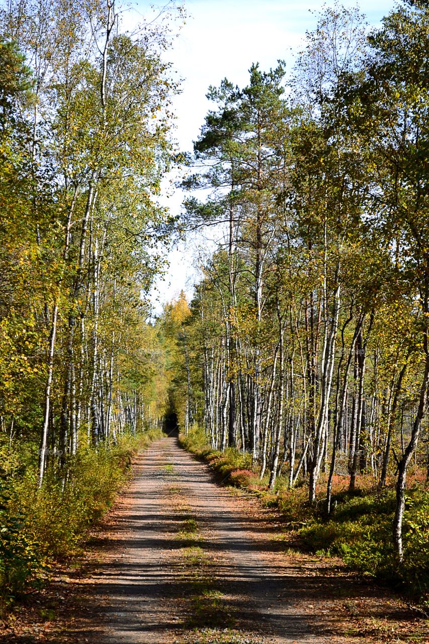 Autumn colors