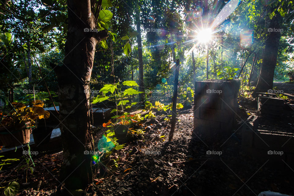 Sunrise in forest