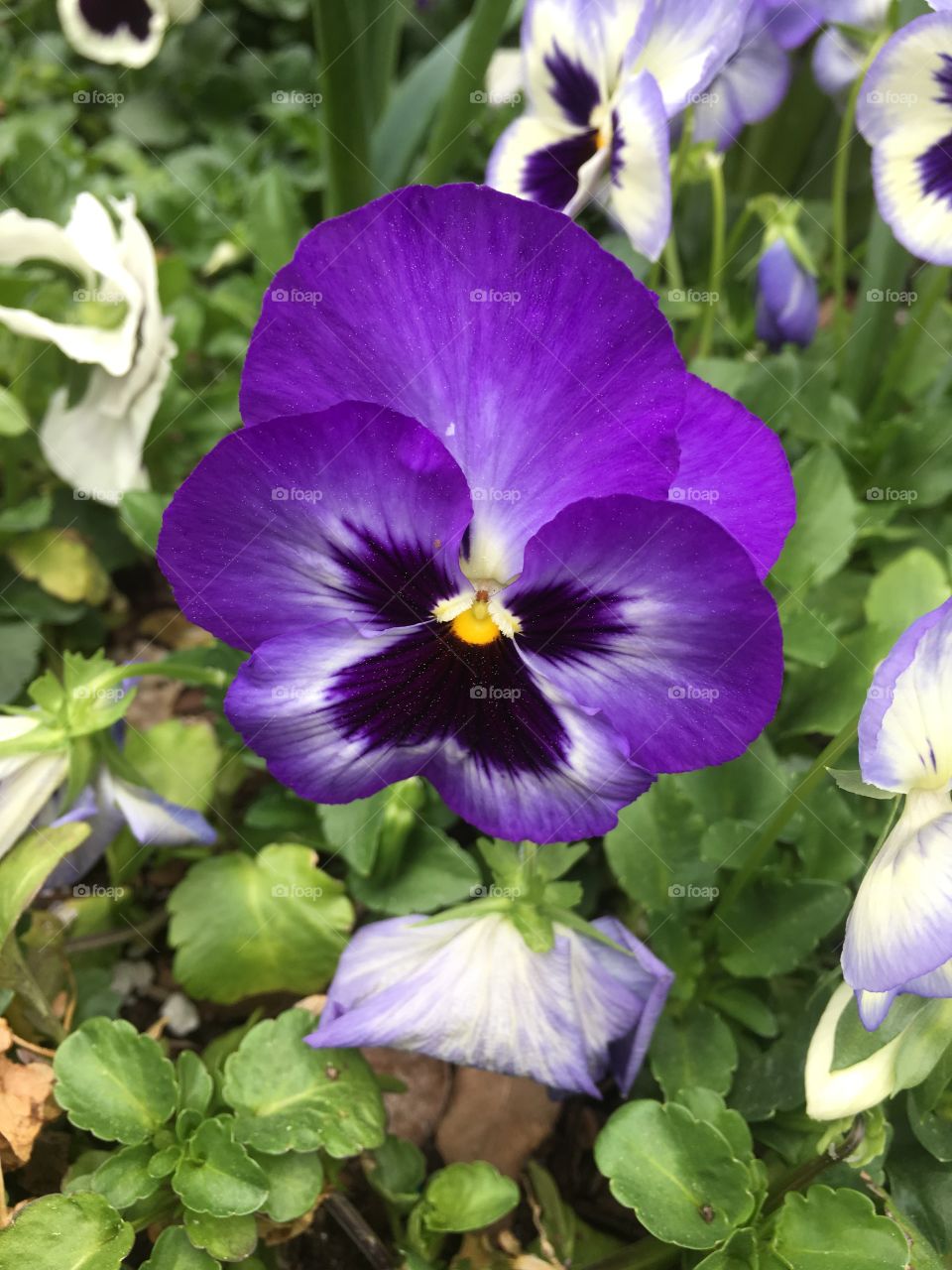 Purple flower. 