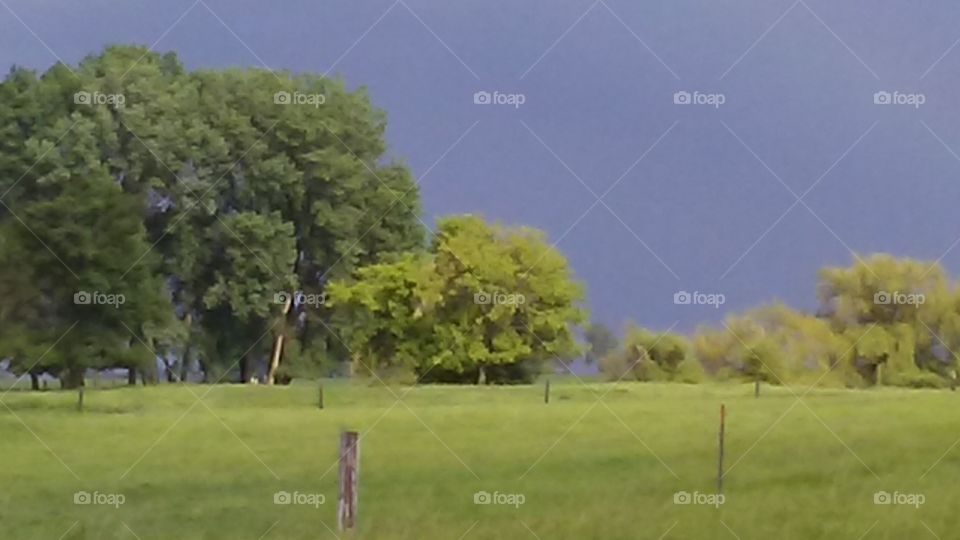 Landscape, Tree, Grass, Hayfield, Nature