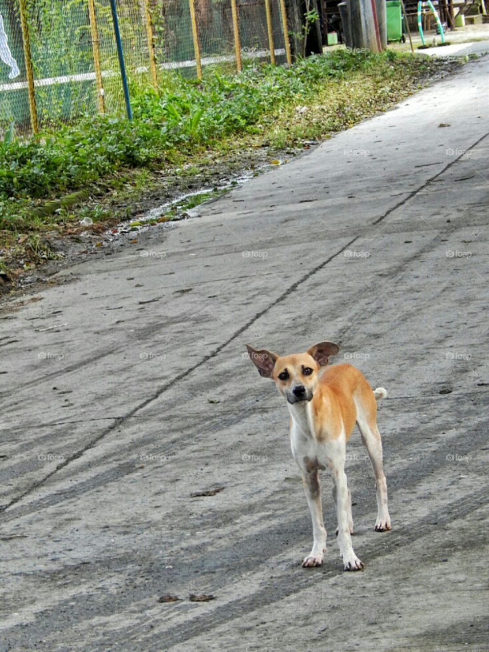 dog in the street
