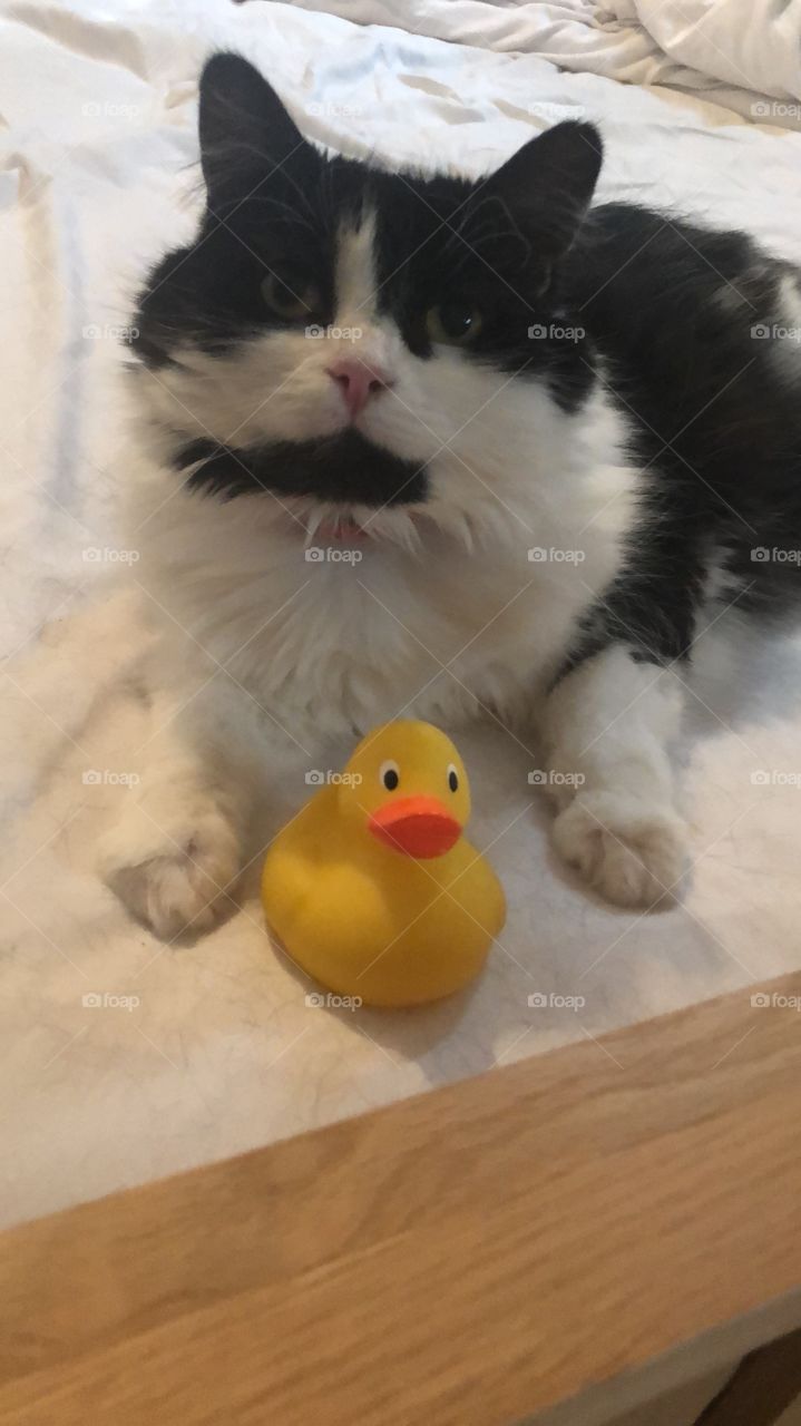 Cats and ducks 