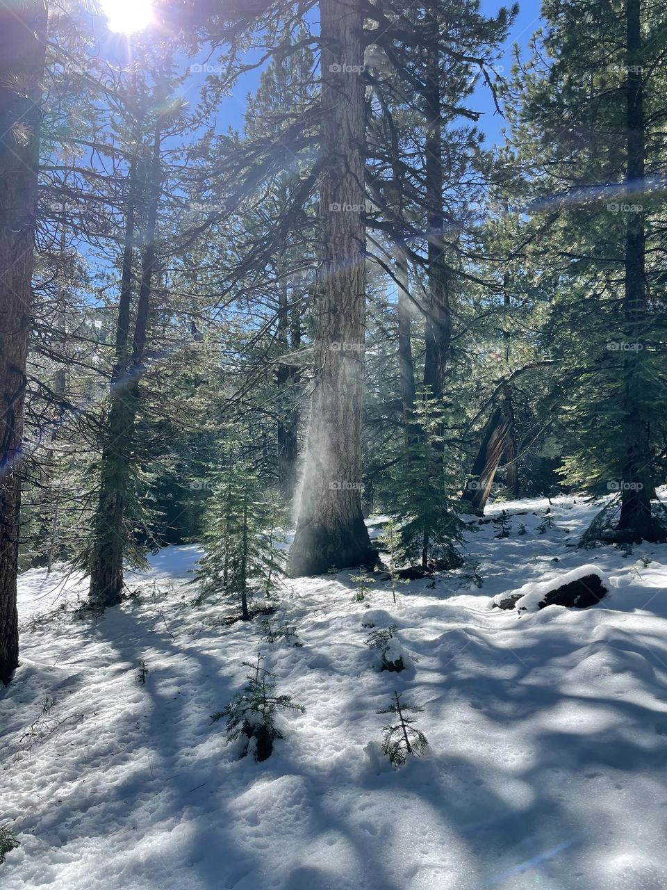 Steaming tree in the mountains of California 
