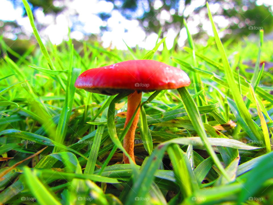 magic mushroom