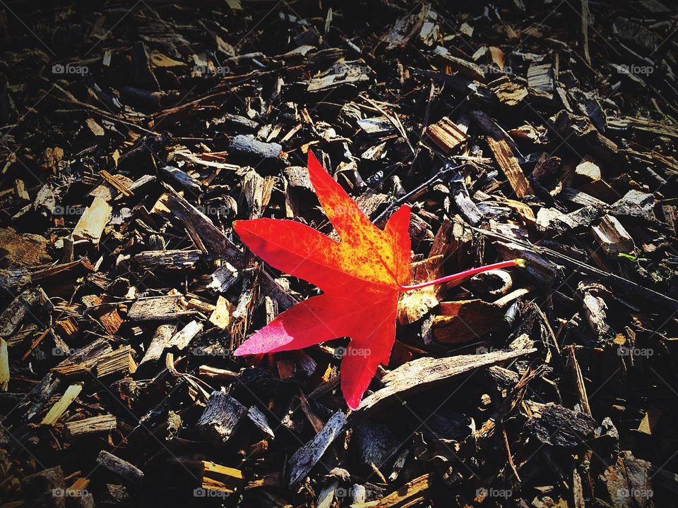 Red leaf 